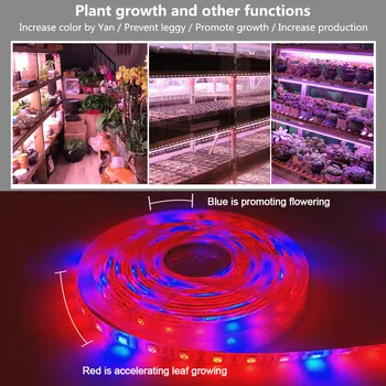 LED Cresce a Luz de Tira 5M 300led Espectro Completo Fito Lâmpada SMD5050 Vermelho Azul para Plantas de Flores em Estufas Hidropônicas a Planta Crescer