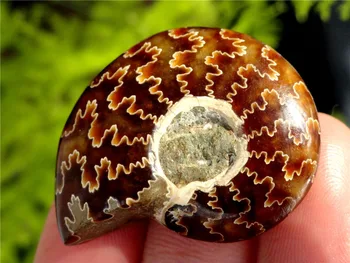 Natural de conchas polidas Jade Padrão Amonita Fósseis Madagascar -1PC