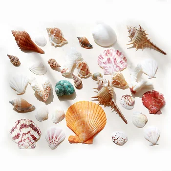 Natural de cowrie mar conchas de caracol, espiral decorration para o tanque de Peixes de praia náutico de jóias de casamento fazendo concha de Artesanato Estrela-do-mar buraco