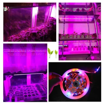 Qvvcev Led Cresce a Luz de Tira 12V 2A/3A 1M 2M 3M 5M 5 Vermelho, 1 Azul Impermeável plantas Lâmpada para a estufa de Hidroponia+Adaptador+Mudar